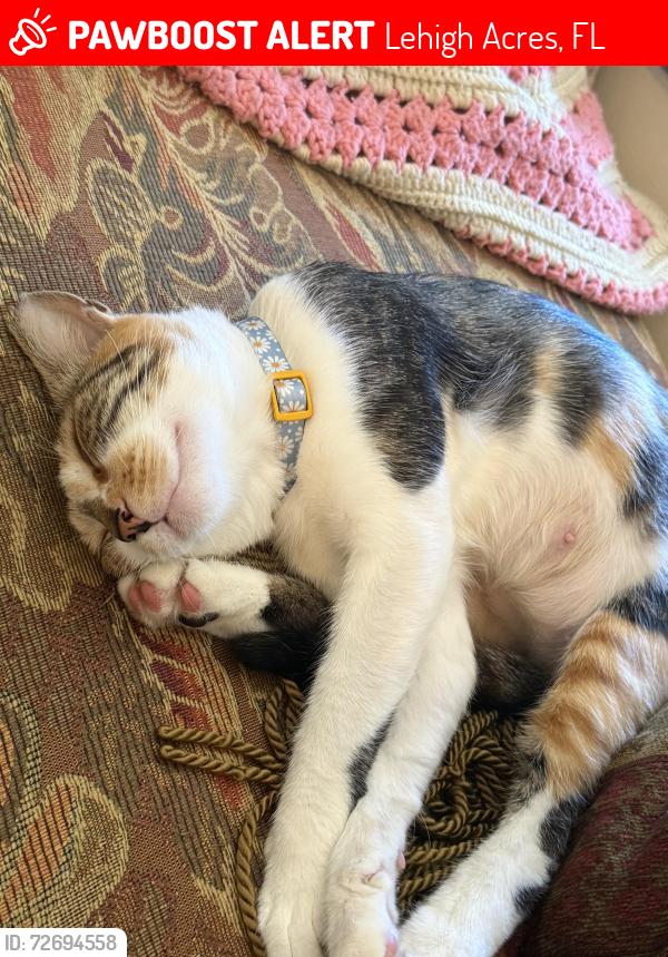 Lost Female Cat last seen Sentinela and Columbus , Lehigh Acres, FL 33974