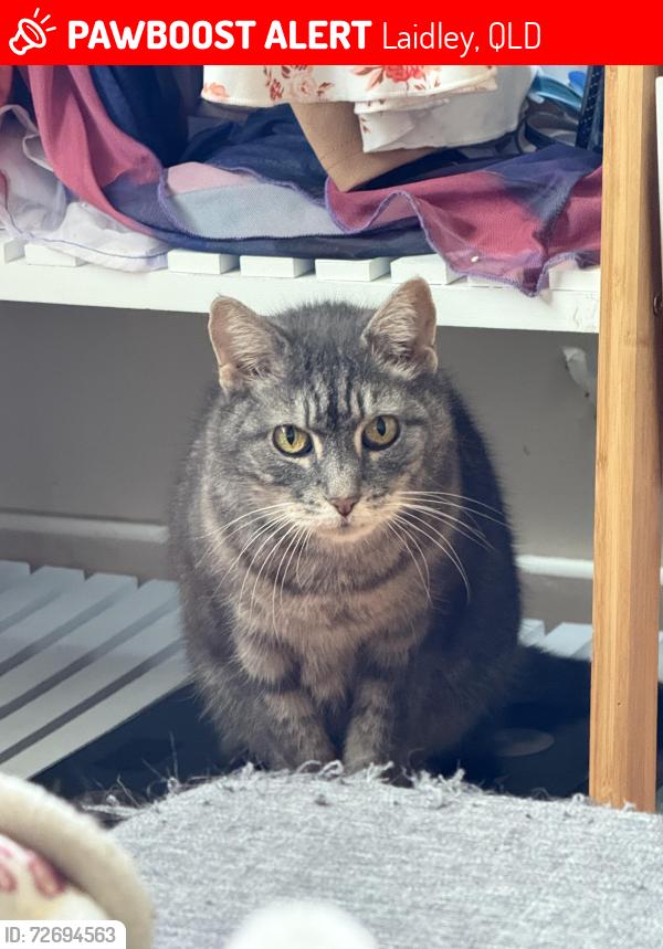 Lost Female Cat last seen My street has a church and primary school (she was rescued from a high school). It then leads onto Whites Rd and Edward St, then the main road, Patrick St., Laidley, QLD 4341