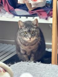 Lost Female Cat last seen My street has a church and primary school (she was rescued from a high school). It then leads onto Whites Rd and Edward St, then the main road, Patrick St., Laidley, QLD 4341