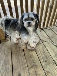 Found/Stray Male Dog last seen Mars hill road , Saline County, AR 72011