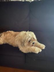 Lost Female Dog last seen East Third Street, Winston Salem Nc 27101, Winston-Salem, NC 27101
