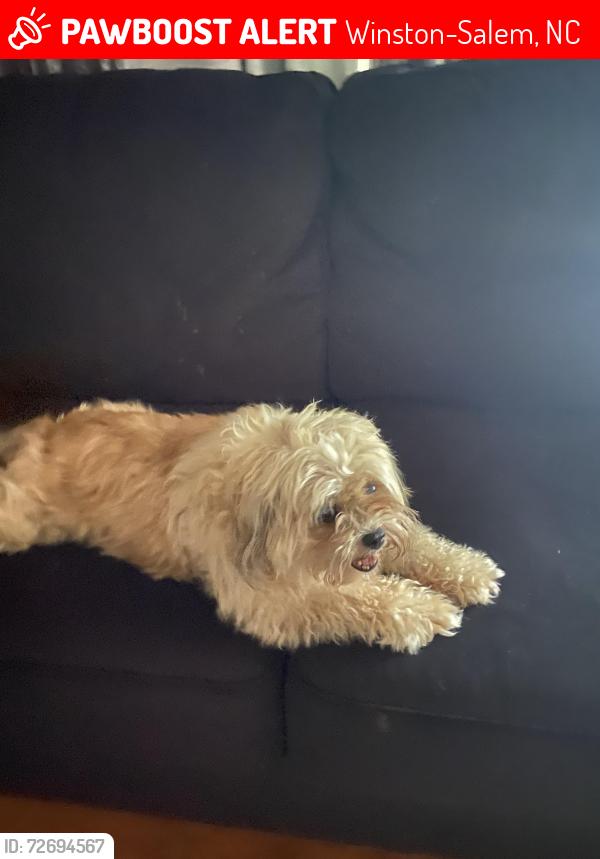 Lost Female Dog last seen East Third Street, Winston Salem Nc 27101, Winston-Salem, NC 27101