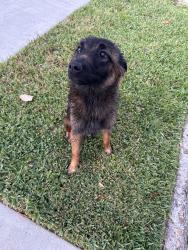 Found/Stray Unknown Dog last seen Balmorth and Yarwell, Houston, TX 77096