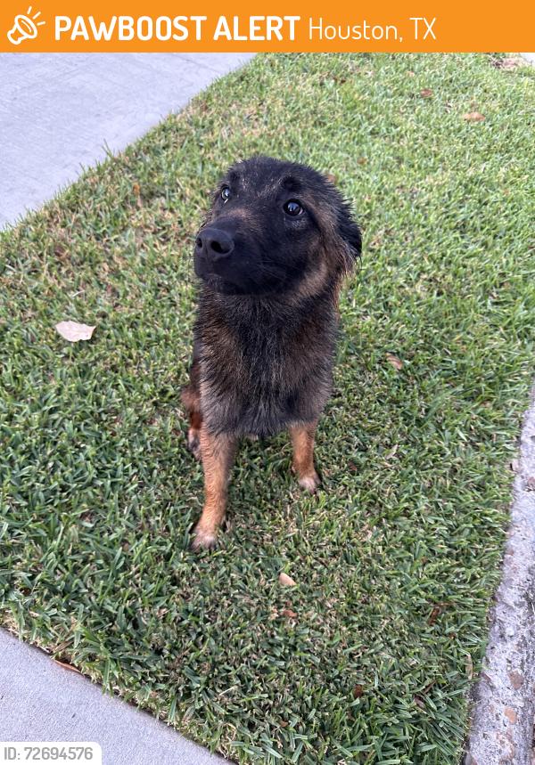Found/Stray Unknown Dog last seen Balmorth and Yarwell, Houston, TX 77096