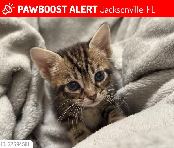 Lost Female Cat last seen Near E First Street , Jacksonville, FL 32206