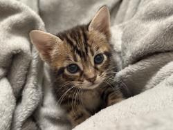 Lost Female Cat last seen Near E First Street , Jacksonville, FL 32206