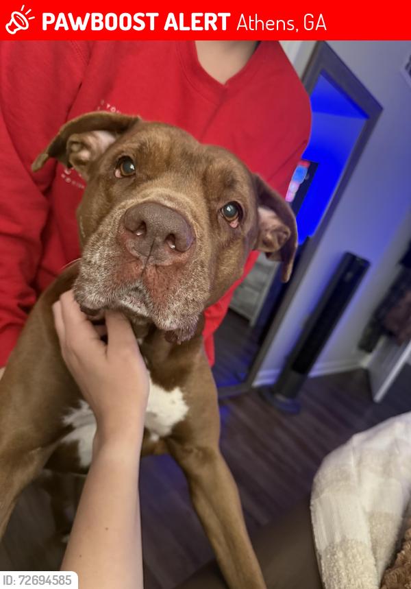 Lost Female Dog last seen Butt Hutt, Athens, GA 30606