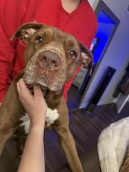 Lost Female Dog last seen Butt Hutt, Athens, GA 30606