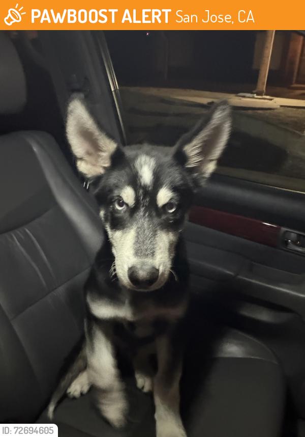 Found/Stray Male Dog last seen Kyle Street, San Jose, CA 95127