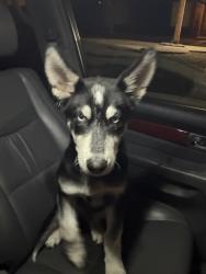 Found/Stray Male Dog last seen Kyle Street, San Jose, CA 95127
