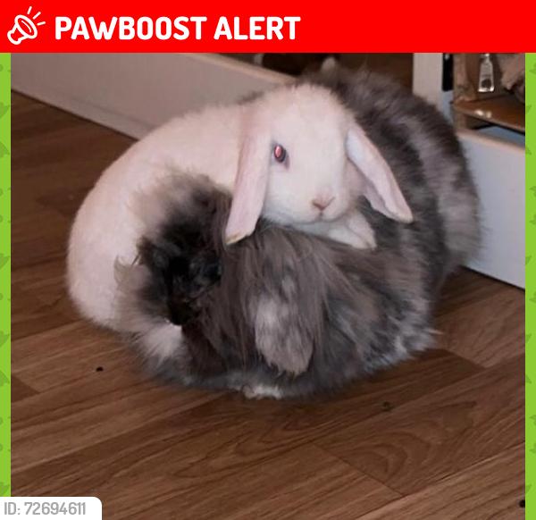 Lost Male Rabbit last seen Hampstead Heath Park, Greater London, England NW3