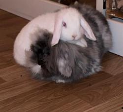 Lost Male Rabbit last seen Hampstead Heath Park, Greater London, England NW3