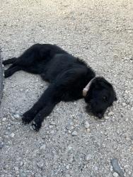 Found/Stray Female Dog last seen TX 146 , Dayton, TX 77535