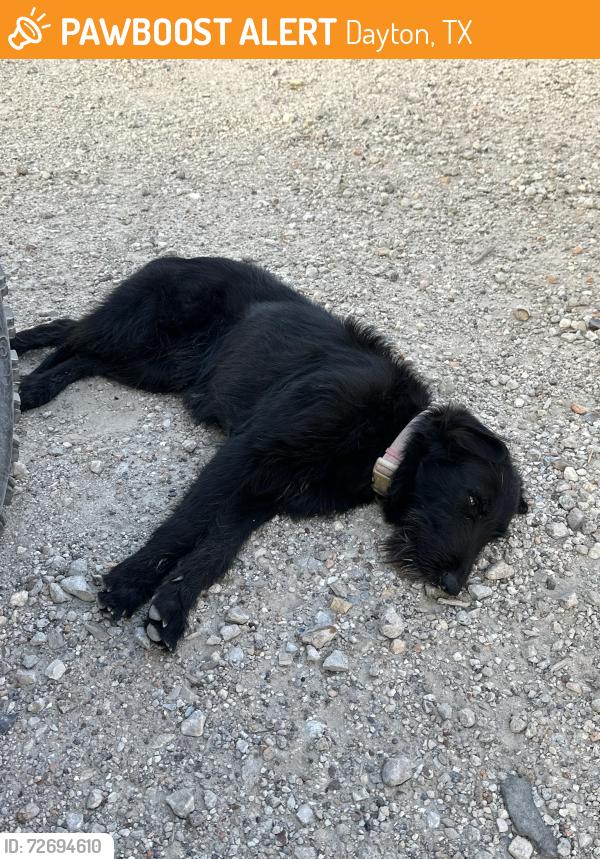 Found/Stray Female Dog last seen TX 146 , Dayton, TX 77535