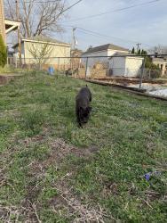 Found/Stray Male Dog last seen Louisville and west park, St. Louis, MO 63139