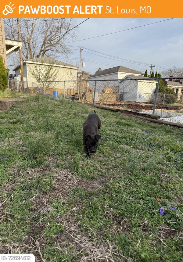 Found/Stray Male Dog last seen Louisville and west park, St. Louis, MO 63139