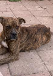 Lost Male Dog last seen Doedyns elementary , San Juan, TX 78589