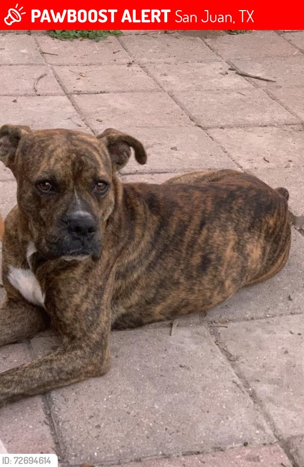 Lost Male Dog last seen Doedyns elementary , San Juan, TX 78589