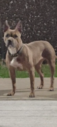 Found/Stray Female Dog last seen Northwest highway and spangler , Dallas, TX 75220