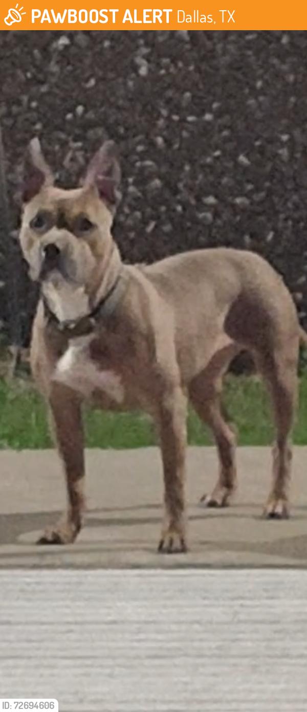 Found/Stray Female Dog last seen Northwest highway and spangler , Dallas, TX 75220