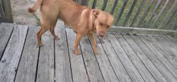 Found/Stray Female Dog last seen Long Branch Rd  near Allen Memorial Baptist Church , Grover, NC 28073