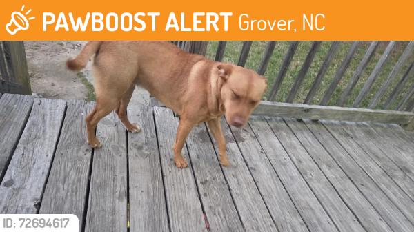 Found/Stray Female Dog last seen Long Branch Rd  near Allen Memorial Baptist Church , Grover, NC 28073