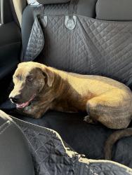 Found/Stray Male Dog last seen Lane and Commonwealth, Jacksonville, FL 32254