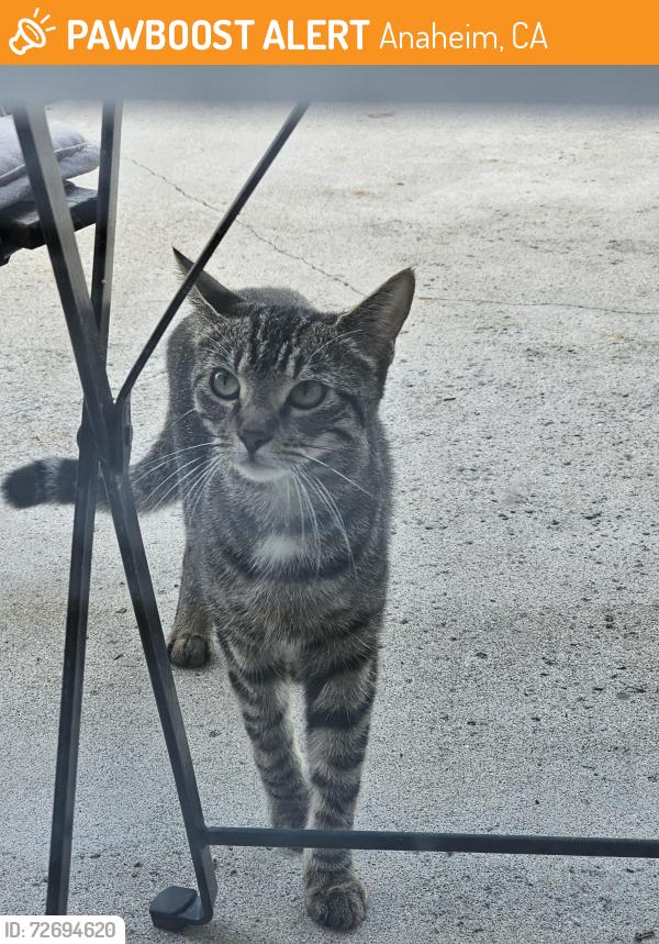 Found/Stray Unknown Cat last seen Meats & Fairfield  st., Anaheim, CA 92807