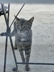Found/Stray Unknown Cat last seen Meats & Fairfield  st., Anaheim, CA 92807