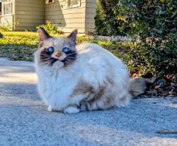 Lost Female Cat last seen S. Euclid Ave, Sarasota, Sarasota, FL 34237