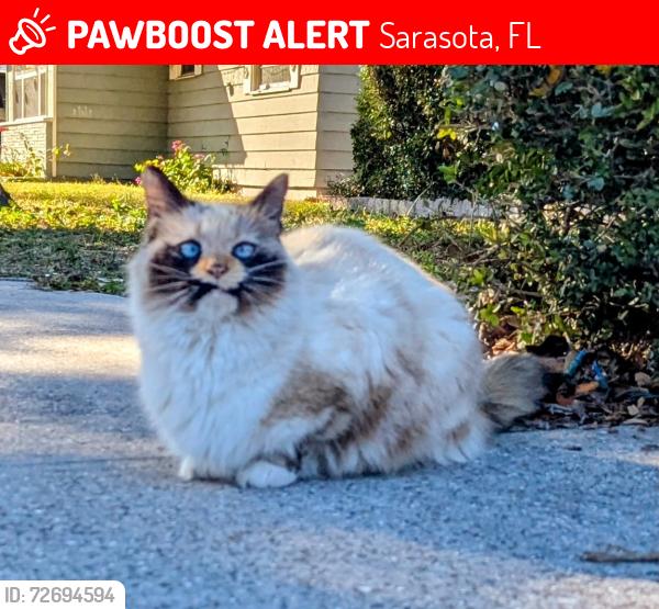 Lost Female Cat last seen S. Euclid Ave, Sarasota, Sarasota, FL 34237