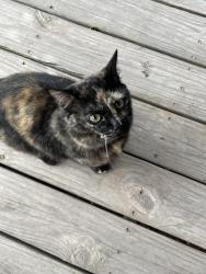Found/Stray Unknown Cat last seen Highway 60 and County Road 205, East Bernard, TX 77435