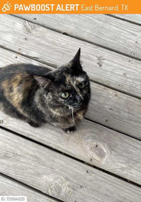 Found/Stray Unknown Cat last seen Highway 60 and County Road 205, East Bernard, TX 77435