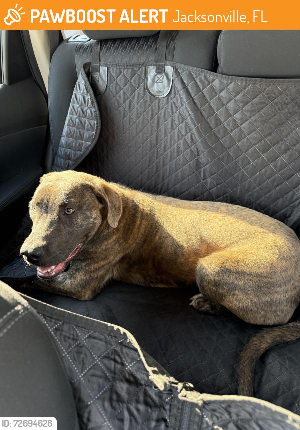 Found/Stray Male Dog last seen Lane and Commonwealth , Jacksonville, FL 32254