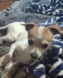 Lost Male Dog last seen Crestline, Spokane, WA 99207