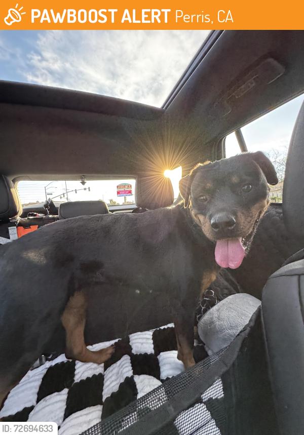 Found/Stray Female Dog last seen Redlands Ave and Citrus Ave, Perris, CA 92571