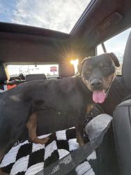 Found/Stray Female Dog last seen Redlands Ave and Citrus Ave, Perris, CA 92571