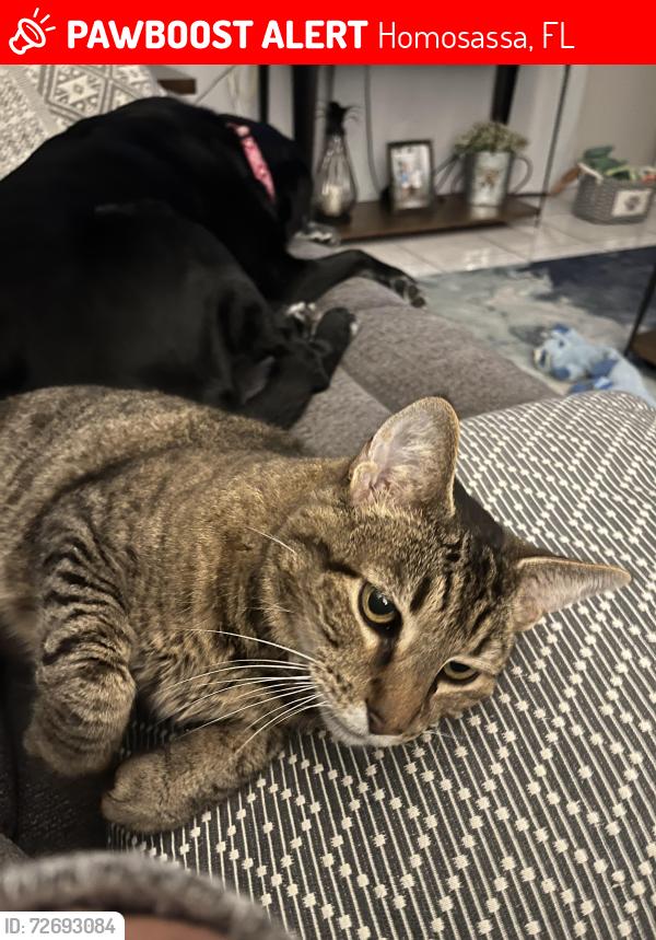 Lost Male Cat last seen Near W Appomattox Lane, Homosassa, FL 34448