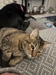 Lost Male Cat last seen Near W Appomattox Lane, Homosassa, FL 34448