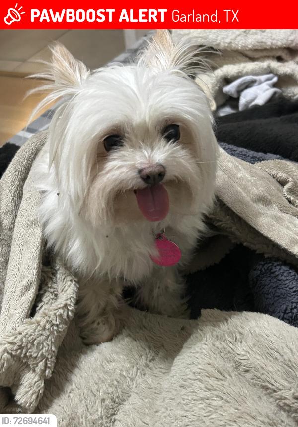 Lost Male Dog last seen Garland te , Garland, TX 75040