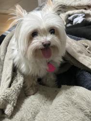 Lost Male Dog last seen Garland te , Garland, TX 75040