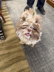 Found/Stray Unknown Dog last seen 62st/lynn ln, Broken Arrow, OK 74012
