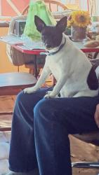 Lost Female Dog last seen R i v i e r a Court, Spring Hill, FL 34608