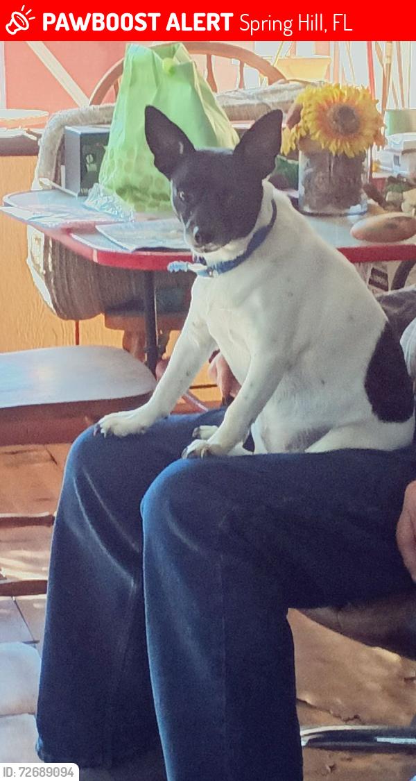 Lost Female Dog last seen R i v i e r a Court, Spring Hill, FL 34608