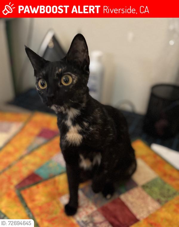 Lost Female Cat last seen kansas, Riverside, CA 92507