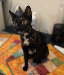Lost Female Cat last seen kansas, Riverside, CA 92507