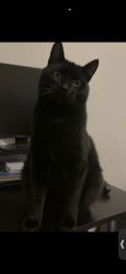 Lost Male Cat last seen Millbridge neighborhood , Waxhaw, NC 28173