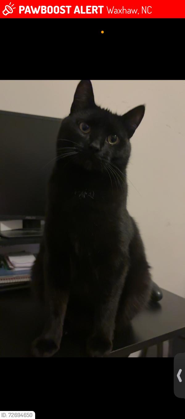 Lost Male Cat last seen Millbridge neighborhood , Waxhaw, NC 28173
