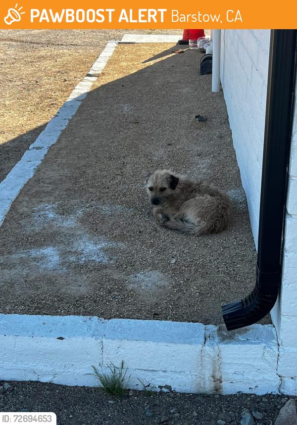 Found/Stray Male Dog last seen Cemetery, Barstow, CA 92311