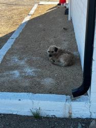 Found/Stray Male Dog last seen Cemetery, Barstow, CA 92311